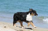 BERGER AUSTRALIEN PUPPIES 084